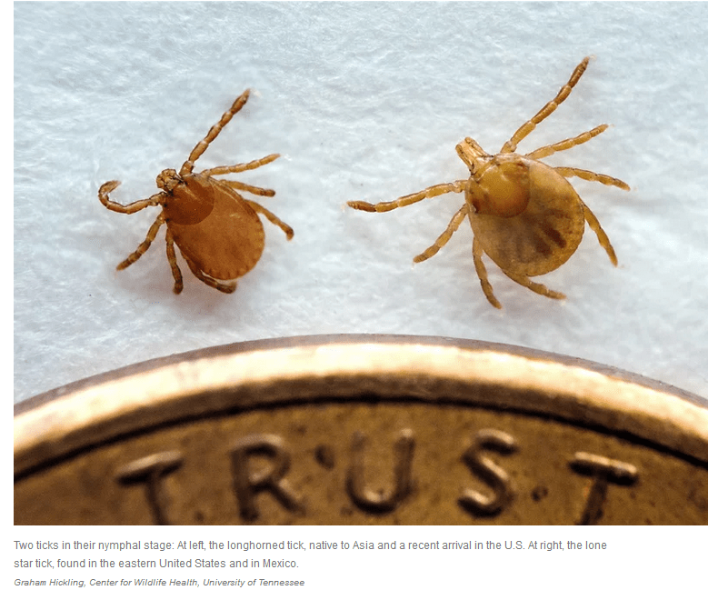 Asian Longhorned Tick Arrives in 17 States, Calves are Especially